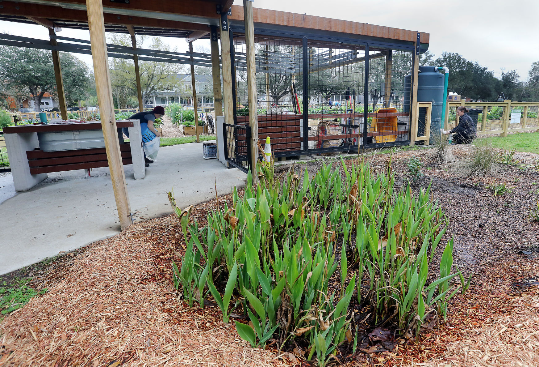 Rain Garden